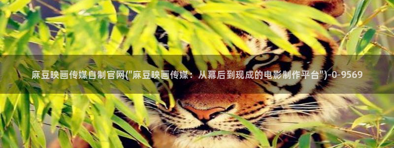 麻豆视频用户体验